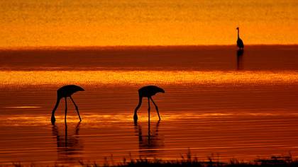 Flamingo