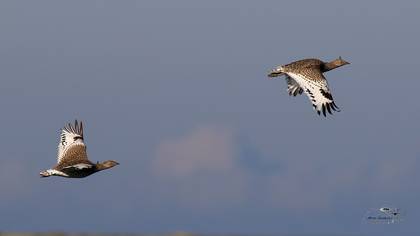 Mezgeldek