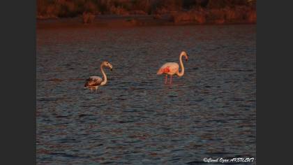 Flamingo