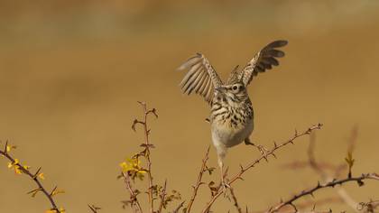 Tepeli toygar » Crested Lark » Galerida cristata