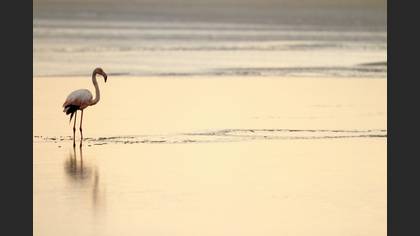 Flamingo