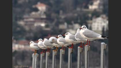 Karabaş martı