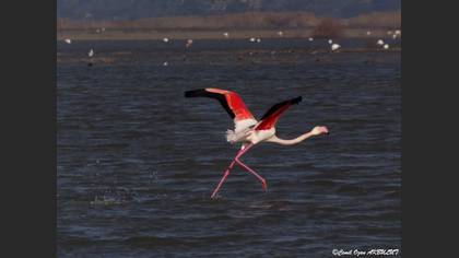 Flamingo