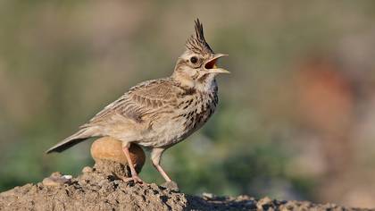 Tepeli toygar » Crested Lark » Galerida cristata