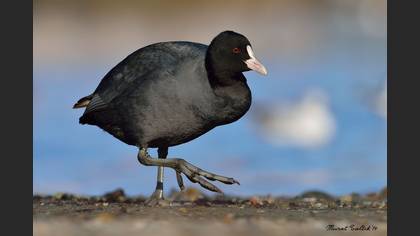 Sakarmeke
