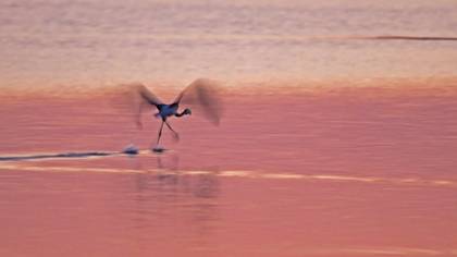 Flamingo