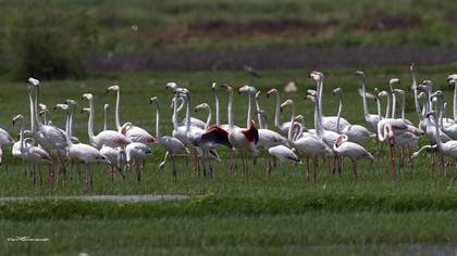 Flamingo