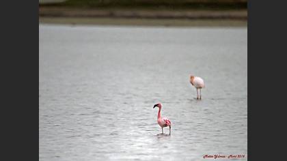 Küçük flamingo