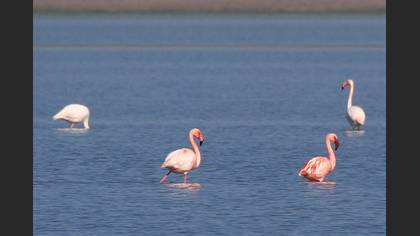 Küçük flamingo