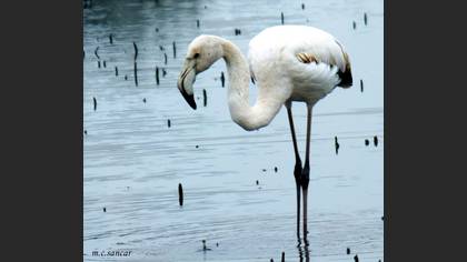 Flamingo