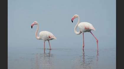 Flamingo
