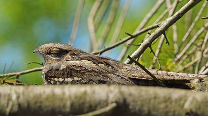 Çobanaldatan » European Nightjar » Caprimulgus europaeus