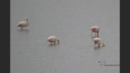 Flamingo