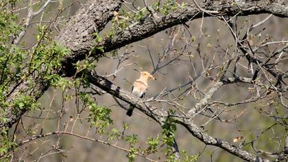 İbibik » Eurasian Hoopoe » Upupa epops