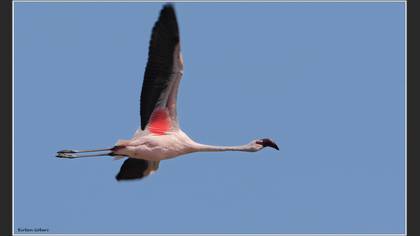 Küçük flamingo