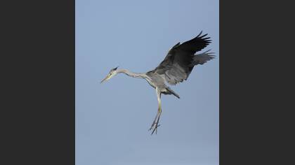 Gri balıkçıl