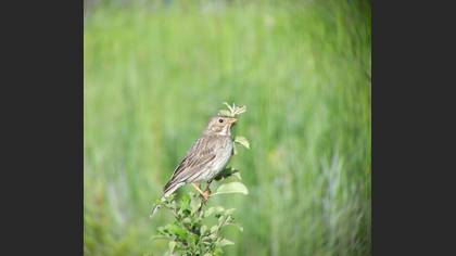 Tarla kirazkuşu