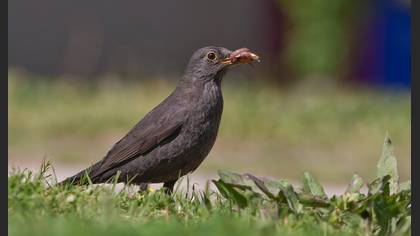 Karatavuk