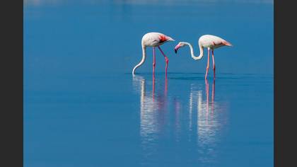 Flamingo