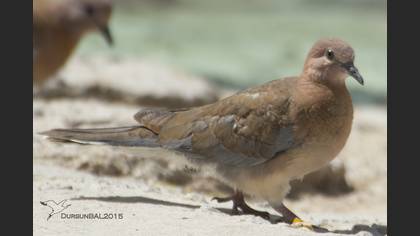 Küçük kumru