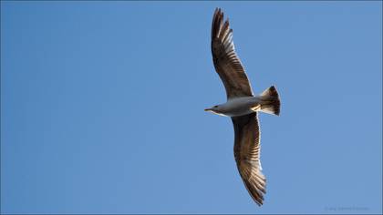 Gümüş martı » Yellow-legged Gull » Larus michahellis