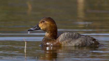 Elmabaş patka » Common Pochard » Aythya ferina