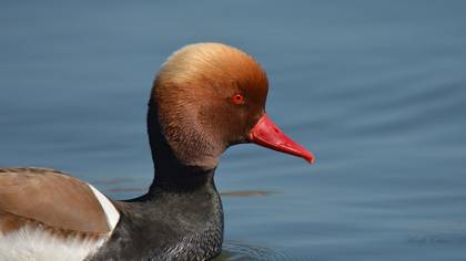 Macar ördeği