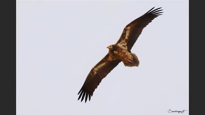 Küçük akbaba