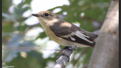 Tanımsız