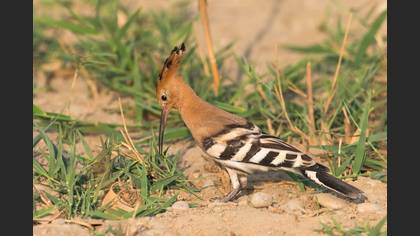 İbibik