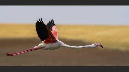 Flamingo