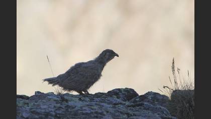 Urkeklik
