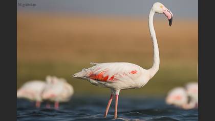 Flamingo
