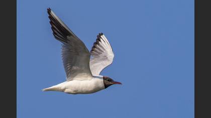 Karabaş martı