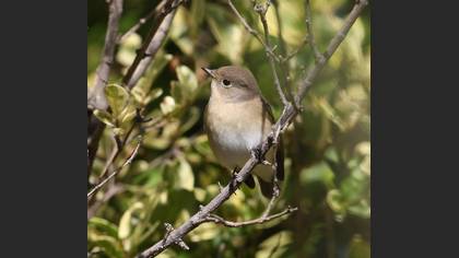 Küçük sinekkapan