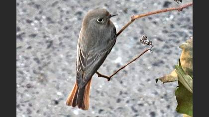 Kara kızılkuyruk