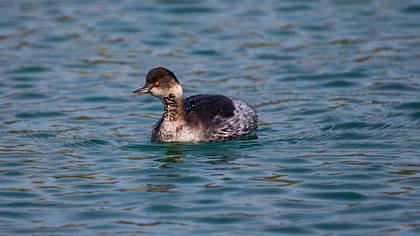 Karaboyunlu batağan » Black-necked Grebe » Podiceps nigricollis