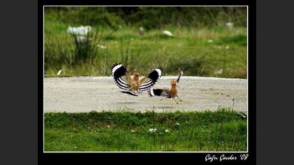 İbibik