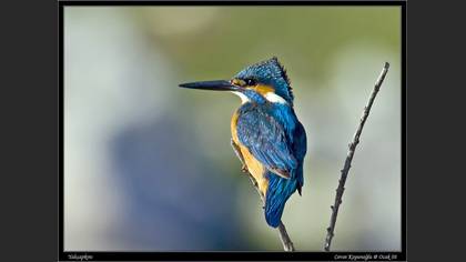 Yalıçapkını