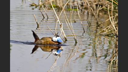 Dikkuyruk