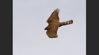 Atmaca