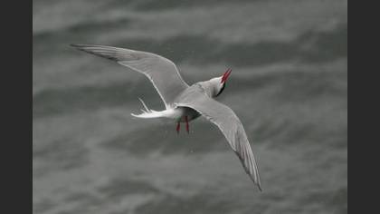 Sumru
