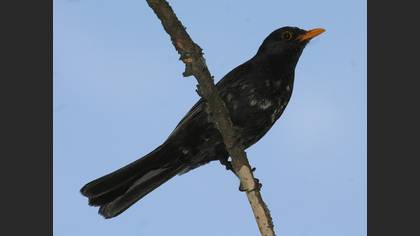 Karatavuk