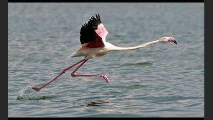 Flamingo