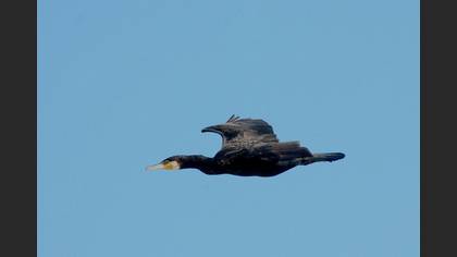 Karabatak