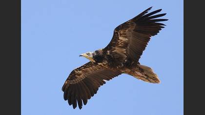Küçük akbaba