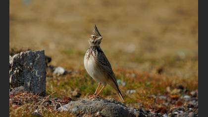 Tepeli toygar