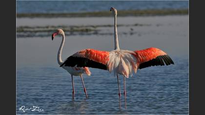 Flamingo