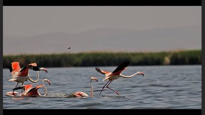 Flamingo