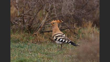 İbibik